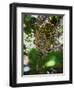 Jaguar (Panthera Onca), Central America Jaguar (Panthera Onca) Linnaeus, Costa Rica-Andres Morya Hinojosa-Framed Photographic Print