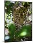 Jaguar (Panthera Onca), Central America Jaguar (Panthera Onca) Linnaeus, Costa Rica-Andres Morya Hinojosa-Mounted Photographic Print