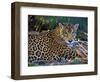 Jaguar (Panthera Onca), Central America Jaguar (Panthera Onca) Linnaeus, Costa Rica-Andres Morya Hinojosa-Framed Photographic Print