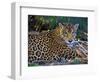 Jaguar (Panthera Onca), Central America Jaguar (Panthera Onca) Linnaeus, Costa Rica-Andres Morya Hinojosa-Framed Photographic Print