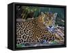 Jaguar (Panthera Onca), Central America Jaguar (Panthera Onca) Linnaeus, Costa Rica-Andres Morya Hinojosa-Framed Stretched Canvas