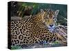 Jaguar (Panthera Onca), Central America Jaguar (Panthera Onca) Linnaeus, Costa Rica-Andres Morya Hinojosa-Stretched Canvas