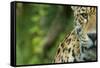 Jaguar (Panthera Onca) Close-Up Head Portrait, Captive-Edwin Giesbers-Framed Stretched Canvas