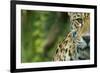 Jaguar (Panthera Onca) Close-Up Head Portrait, Captive-Edwin Giesbers-Framed Photographic Print