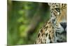 Jaguar (Panthera Onca) Close-Up Head Portrait, Captive-Edwin Giesbers-Mounted Photographic Print