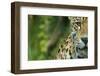 Jaguar (Panthera Onca) Close-Up Head Portrait, Captive-Edwin Giesbers-Framed Photographic Print