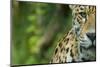 Jaguar (Panthera Onca) Close-Up Head Portrait, Captive-Edwin Giesbers-Mounted Photographic Print