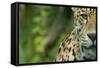 Jaguar (Panthera Onca) Close-Up Head Portrait, Captive-Edwin Giesbers-Framed Stretched Canvas