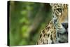 Jaguar (Panthera Onca) Close-Up Head Portrait, Captive-Edwin Giesbers-Stretched Canvas