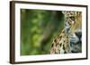 Jaguar (Panthera Onca) Close-Up Head Portrait, Captive-Edwin Giesbers-Framed Photographic Print