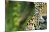 Jaguar (Panthera Onca) Close-Up Head Portrait, Captive-Edwin Giesbers-Mounted Photographic Print