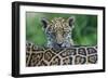 Jaguar (Panthera Onca) Cub Looking Over Its Mother'S Back-Edwin Giesbers-Framed Photographic Print