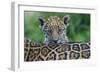 Jaguar (Panthera Onca) Cub Looking Over Its Mother'S Back-Edwin Giesbers-Framed Photographic Print