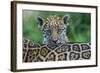 Jaguar (Panthera Onca) Cub Looking Over Its Mother'S Back-Edwin Giesbers-Framed Photographic Print