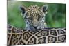 Jaguar (Panthera Onca) Cub Looking Over Its Mother'S Back-Edwin Giesbers-Mounted Photographic Print