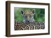 Jaguar (Panthera Onca) Cub Looking Over Its Mother'S Back-Edwin Giesbers-Framed Photographic Print