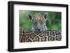 Jaguar (Panthera Onca) Cub Looking Over Its Mother'S Back-Edwin Giesbers-Framed Photographic Print