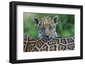 Jaguar (Panthera Onca) Cub Looking Over Its Mother'S Back-Edwin Giesbers-Framed Photographic Print