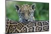 Jaguar (Panthera Onca) Cub Looking Over Its Mother'S Back-Edwin Giesbers-Mounted Photographic Print