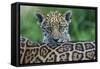 Jaguar (Panthera Onca) Cub Looking Over Its Mother'S Back-Edwin Giesbers-Framed Stretched Canvas