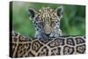 Jaguar (Panthera Onca) Cub Looking Over Its Mother'S Back-Edwin Giesbers-Stretched Canvas