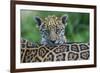 Jaguar (Panthera Onca) Cub Looking Over Its Mother'S Back-Edwin Giesbers-Framed Photographic Print