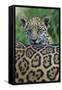 Jaguar (Panthera Onca) Cub Looking Over Its Mother'S Back-Edwin Giesbers-Framed Stretched Canvas