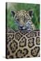 Jaguar (Panthera Onca) Cub Looking Over Its Mother'S Back-Edwin Giesbers-Stretched Canvas