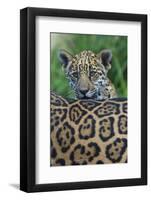 Jaguar (Panthera Onca) Cub Looking Over Its Mother'S Back-Edwin Giesbers-Framed Photographic Print