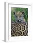 Jaguar (Panthera Onca) Cub Looking Over Its Mother'S Back-Edwin Giesbers-Framed Photographic Print