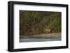 Jaguar (Panthera Onca) Female, Northern Pantanal, Mato Grosso, Brazil-Pete Oxford-Framed Photographic Print