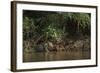 Jaguar (Panthera Onca) Female, Northern Pantanal, Mato Grosso, Brazil-Pete Oxford-Framed Photographic Print