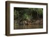 Jaguar (Panthera Onca) Female, Northern Pantanal, Mato Grosso, Brazil-Pete Oxford-Framed Photographic Print