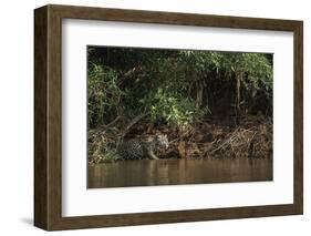 Jaguar (Panthera Onca) Female, Northern Pantanal, Mato Grosso, Brazil-Pete Oxford-Framed Photographic Print