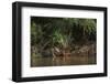 Jaguar (Panthera Onca) Female, Northern Pantanal, Mato Grosso, Brazil-Pete Oxford-Framed Photographic Print