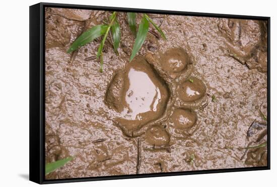 Jaguar (Panthera onca) front footprint in mud after rain shower, Belize-Chris & Tilde Stuart-Framed Stretched Canvas