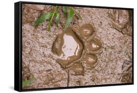 Jaguar (Panthera onca) front footprint in mud after rain shower, Belize-Chris & Tilde Stuart-Framed Stretched Canvas