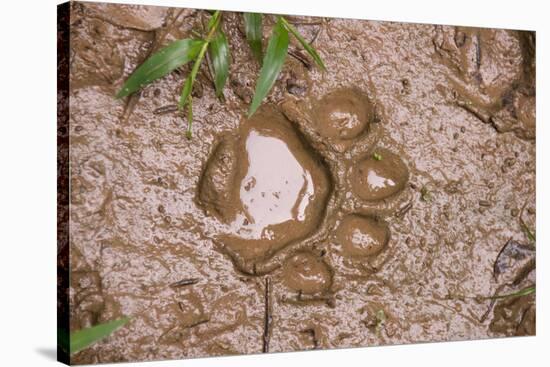 Jaguar (Panthera onca) front footprint in mud after rain shower, Belize-Chris & Tilde Stuart-Stretched Canvas