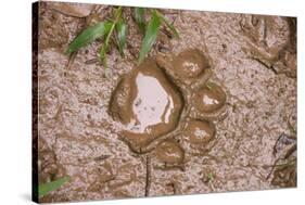 Jaguar (Panthera onca) front footprint in mud after rain shower, Belize-Chris & Tilde Stuart-Stretched Canvas