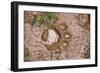 Jaguar (Panthera onca) front footprint in mud after rain shower, Belize-Chris & Tilde Stuart-Framed Photographic Print