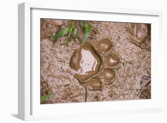 Jaguar (Panthera onca) front footprint in mud after rain shower, Belize-Chris & Tilde Stuart-Framed Photographic Print