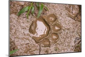 Jaguar (Panthera onca) front footprint in mud after rain shower, Belize-Chris & Tilde Stuart-Mounted Photographic Print