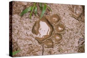 Jaguar (Panthera onca) front footprint in mud after rain shower, Belize-Chris & Tilde Stuart-Stretched Canvas