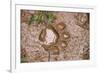 Jaguar (Panthera onca) front footprint in mud after rain shower, Belize-Chris & Tilde Stuart-Framed Photographic Print