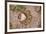 Jaguar (Panthera onca) front footprint in mud after rain shower, Belize-Chris & Tilde Stuart-Framed Photographic Print