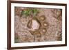 Jaguar (Panthera onca) front footprint in mud after rain shower, Belize-Chris & Tilde Stuart-Framed Photographic Print