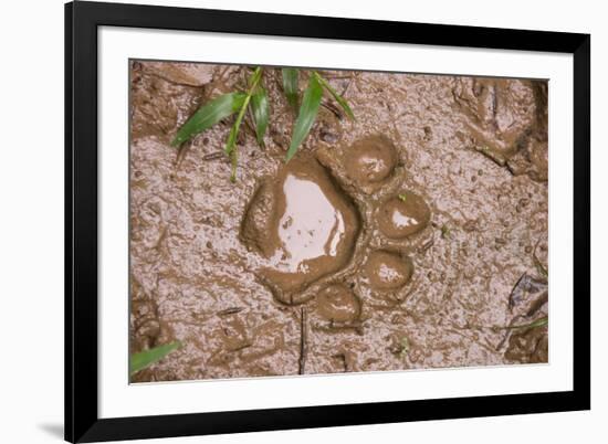 Jaguar (Panthera onca) front footprint in mud after rain shower, Belize-Chris & Tilde Stuart-Framed Photographic Print