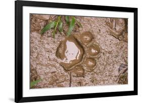 Jaguar (Panthera onca) front footprint in mud after rain shower, Belize-Chris & Tilde Stuart-Framed Photographic Print