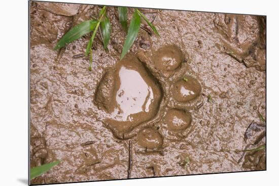 Jaguar (Panthera onca) front footprint in mud after rain shower, Belize-Chris & Tilde Stuart-Mounted Photographic Print