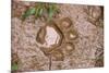 Jaguar (Panthera onca) front footprint in mud after rain shower, Belize-Chris & Tilde Stuart-Mounted Photographic Print